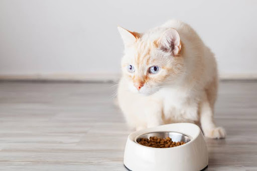 Reasons Cats Struggle with Digestion and How Supplements Make a Difference