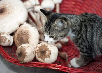 Powerful Health Benefits of Safe Mushrooms for Cats
