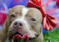 Tröegs And PSPCA Launch “PALs With Your Pal” Pet Adoption Program