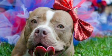 Tröegs And PSPCA Launch “PALs With Your Pal” Pet Adoption Program
